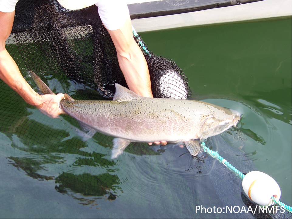 Chinook Salmon