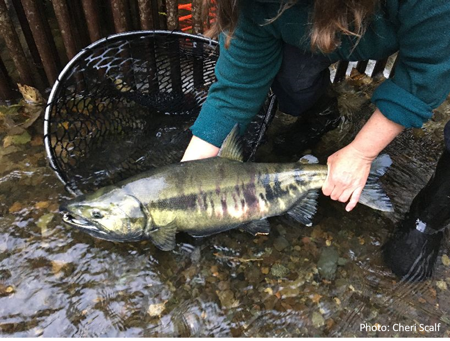 Chum Salmon