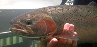 Steelhead Salmon