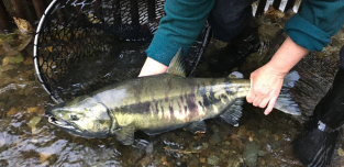 Chum Salmon