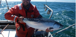 Coho Salmon