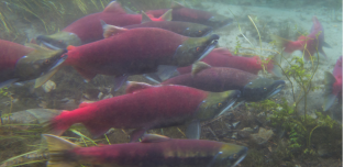 Sockeye Salmon