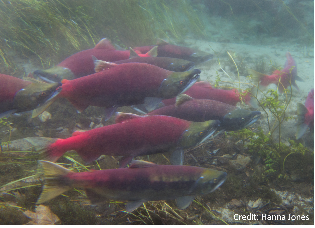 Sockeye Salmon